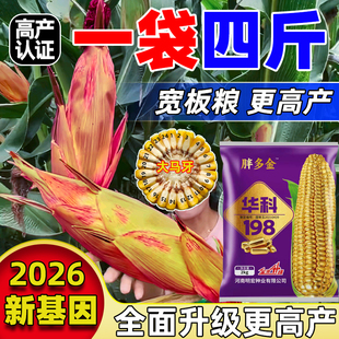 高产大棒玉米种子黄淮海抗旱耐涝耐高温玉米种农科院主推正品原装