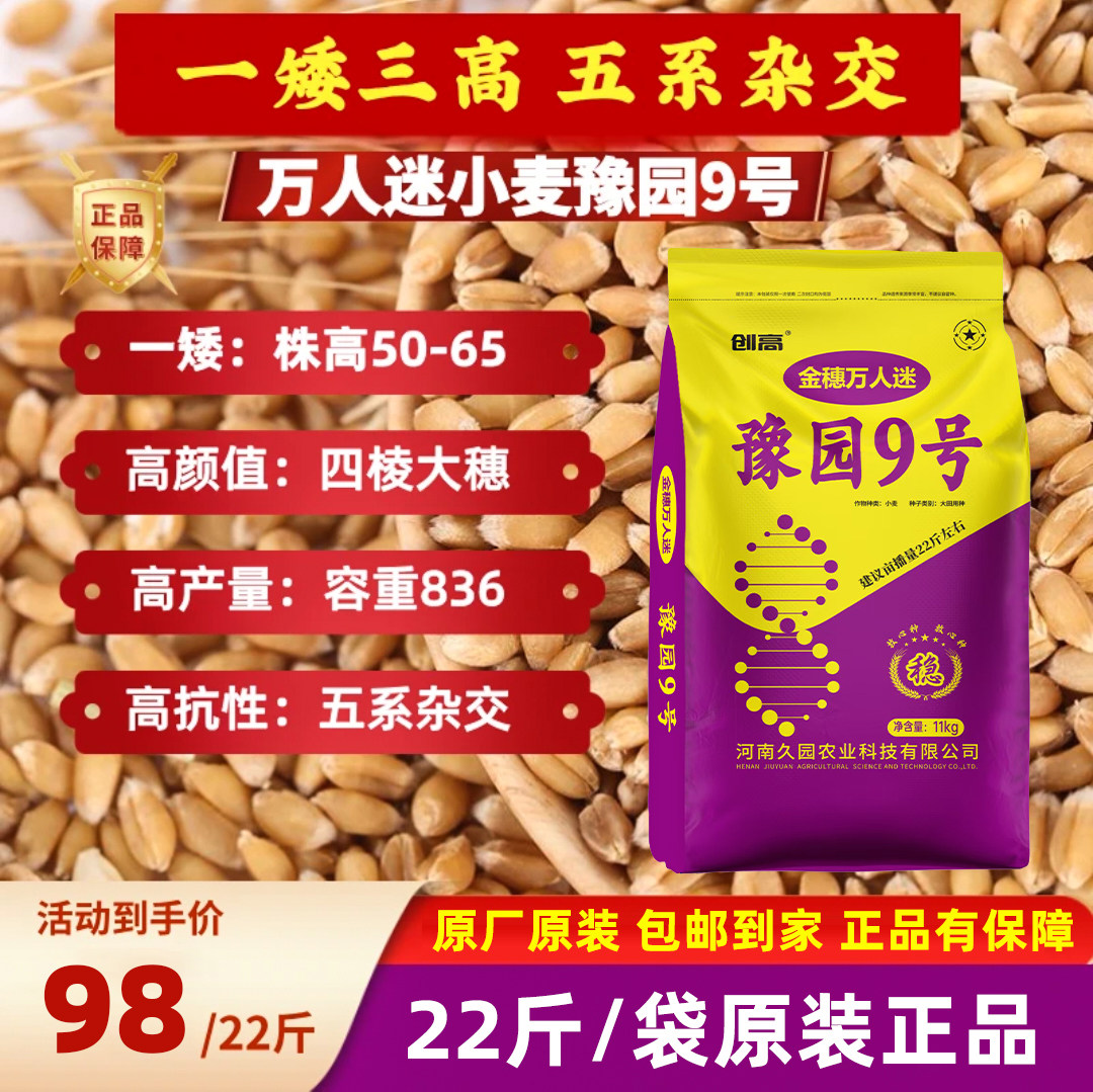 豫园9号小麦种子矮杆大穗抗倒
