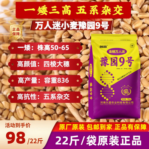 豫园9号小麦种子矮杆大穗抗倒
