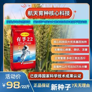 有孚22航天育种小麦种子矮杆抗倒伏抗冻抗旱耐低温冬性高产小麦种