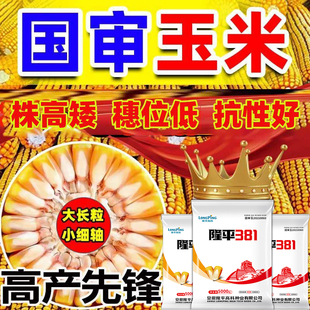 国审玉米种子隆平381高产矮杆抗倒伏抗病抗旱耐涝耐高温黄淮海