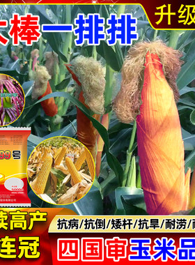 登海抗倒伏玉米种良玉99