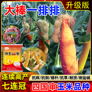 正品登海高产玉米种子良玉99正品原厂直发矮杆抗病抗倒伏云南贵州