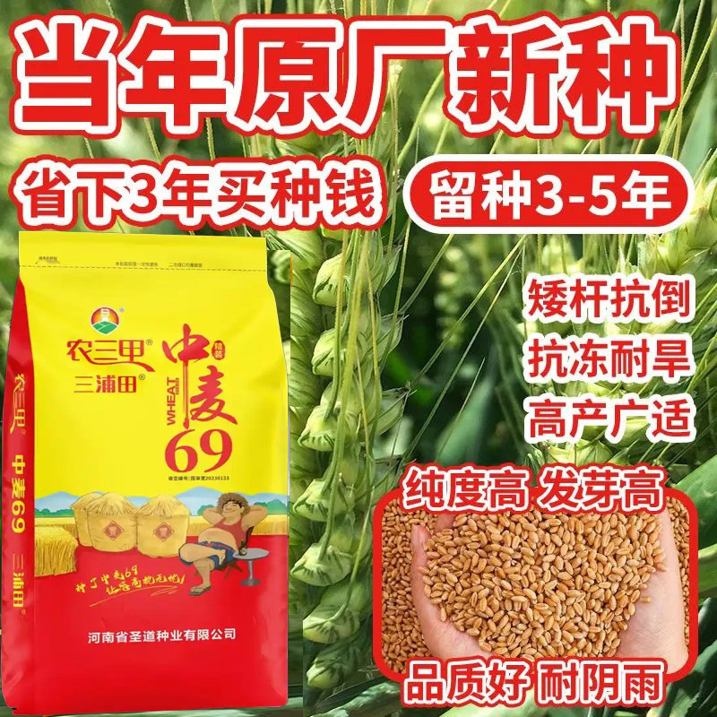农三甲牛筋穗中麦69小麦种子抗冻抗旱耐干热风原种级小麦矮杆大穗