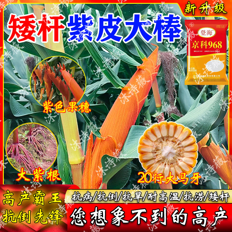 高产玉米种子矮杆紫皮大棒登海京科968双胞胎活杆成熟抗病抗倒伏