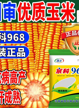 国审高产玉米种子京科968大棒白轴抗病抗旱耐高温粮饲两用