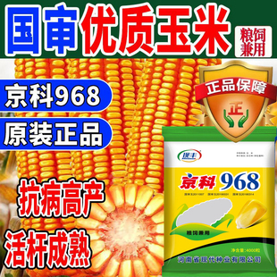 国审高产玉米种子京科968大棒白轴抗病抗旱耐高温粮饲两用