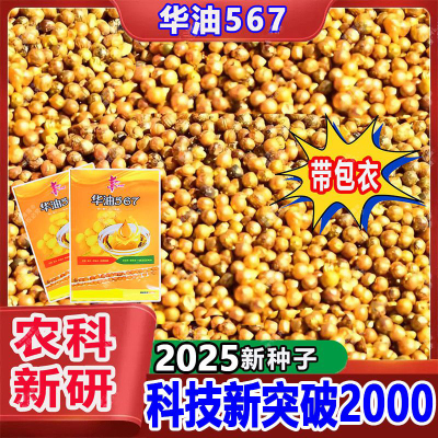 高产油菜籽种华油567早熟甘蓝型