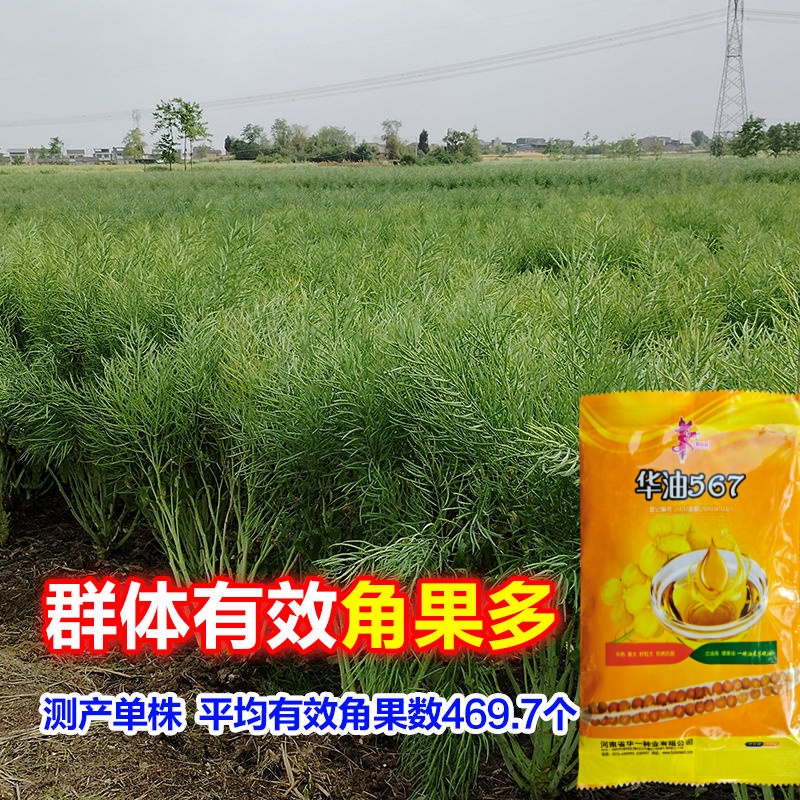华油567高产油菜种子华一