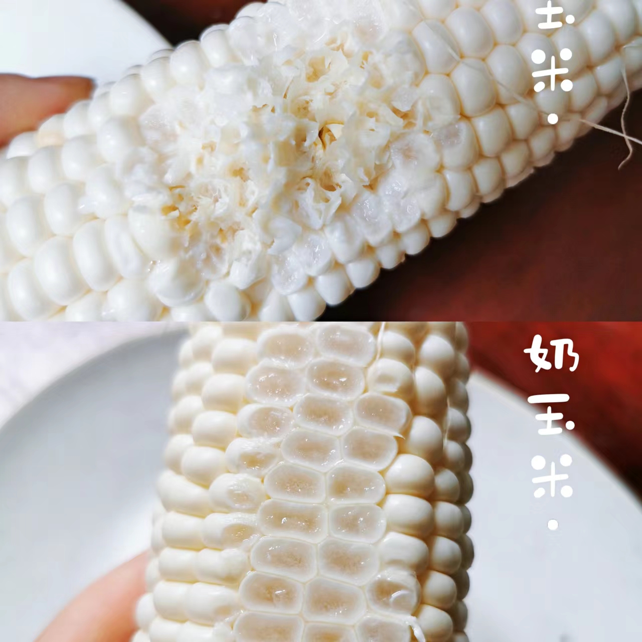 牛奶爆浆冰糖玉米 可以生吃的冰糖玉米 甜玉米 非转基因 包邮