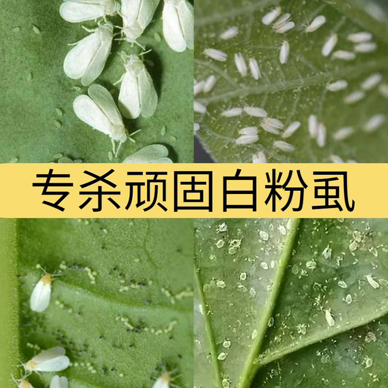 白粉虱蚜虫小黑飞蓟马蔬菜花卉