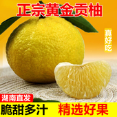 正宗怀化洪江黄金贡柚春香桔柚象山青新鲜甜柚湖南雪峰山特大果