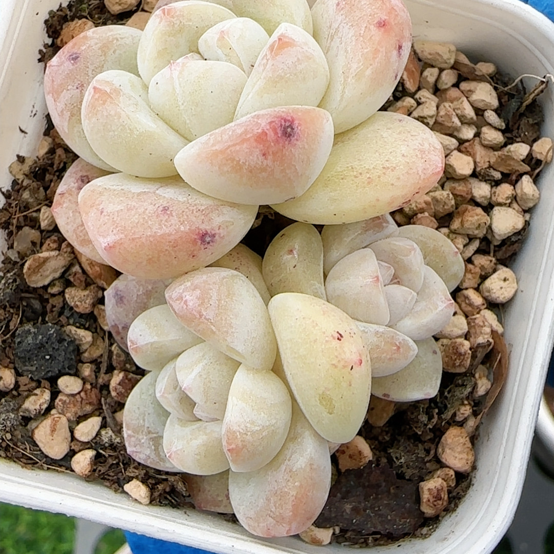 冰玉3头福利,鲜花速递/花卉仿真/绿植园艺,多肉植物,淘宝优惠券,粉丝福利购,淘宝优惠卷