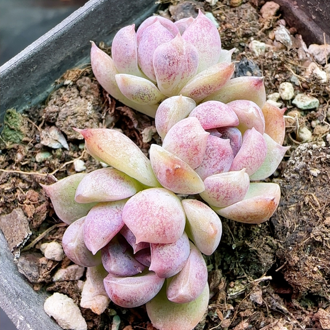 香紫3头,鲜花速递/花卉仿真/绿植园艺,多肉植物,淘宝优惠券,粉丝福利购,淘宝优惠卷