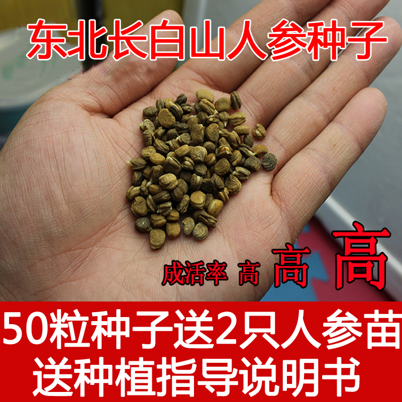 长白山人参种子50粒再送2只人参苗...