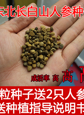 长白山人参种子50粒再送2只人参苗 正宗东北长白山特产野山参园参