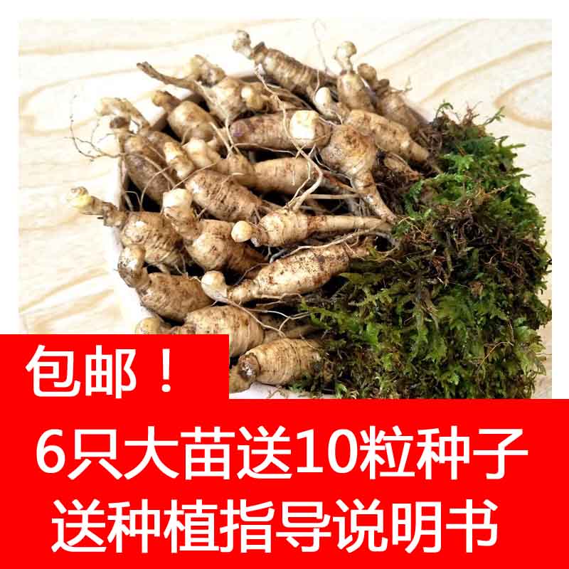 人参苗盆栽种苗【6只参苗+10粒种...