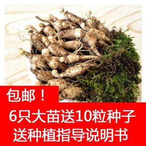 人参苗盆栽种苗【6只参苗+10粒种子】东北长白山人参