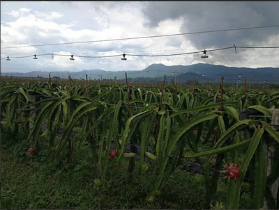 大棚蔬菜火龙果菊花辣椒葡萄补光