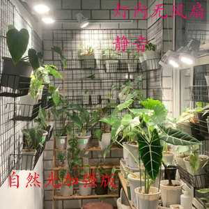 室内办公桌上色兰花植物生长灯