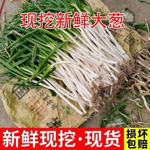 四川大葱新鲜四川大葱小葱香葱黄新鲜大葱应季时令蔬菜当季香葱黄