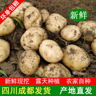 四川冬洋芋沙地黄心粉糯黄皮土豆洋芋新鲜现挖蔬菜自种马铃薯土豆