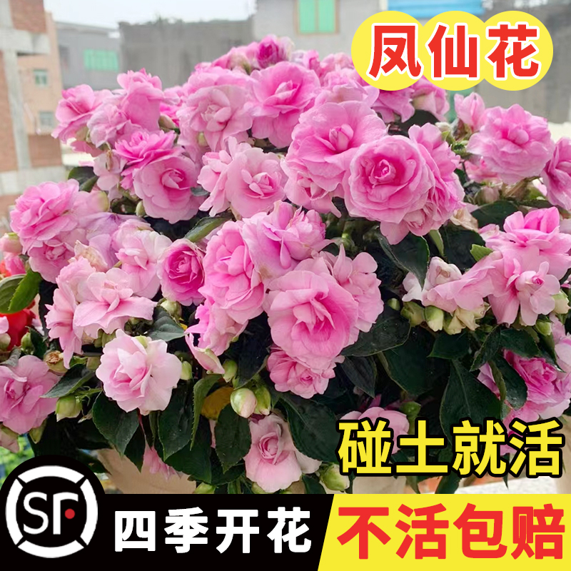 重瓣凤仙花种籽春季花卉种孑四季播种开花指甲花盆栽阳台花种籽子_思思种苗_鲜花速递/花卉仿真/绿植园艺-第3张图片-提都小院