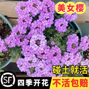 宽叶美女樱种子见土就活花种美人樱盆栽铺地锦四季绣球美女樱花籽