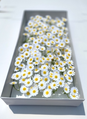 白色洋甘菊小雏菊香皂花仿真花肥皂花毕业花束永生花diy装饰花头