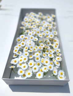 白色洋甘菊小雏菊香皂花仿真花肥皂花毕业花束永生花diy装饰花头