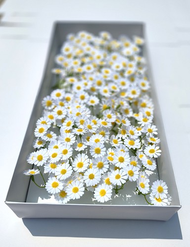 白色洋甘菊小雏菊香皂花仿真花肥皂花毕业花束永生花diy装饰花头