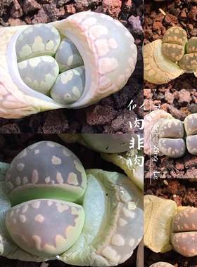 大津汇大津绘C128a大牙母本彩色生石花多肉植物种子种荚SH531紫色