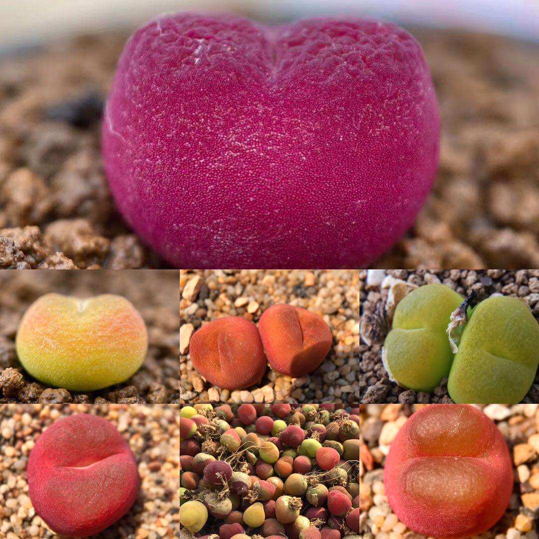 彩色果冻色毛汉尼水蜜桃o泡多肉植物肉锥种子种夹种荚母本番杏科