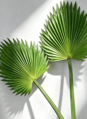 仿真扇葵叶棕榈叶室内装饰植物树叶大扇叶蒲葵叶仿真海芋叶软装花