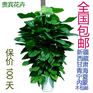 大叶绿萝立柱绿萝包邮大型室内植物常青盆栽绿植养眼环保净化空气