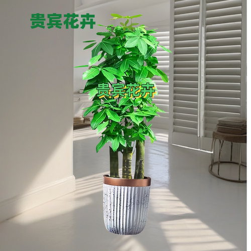 绿植步步高升平头大粗杆发财树