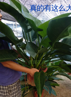 大叶金钻观叶植物大盆植物办公室四季常青金钻大叶防辐射净化空气
