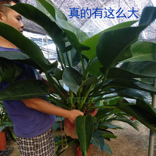 大叶金钻观叶植物大盆植物办公室四季常青金钻大叶防辐射净化空气
