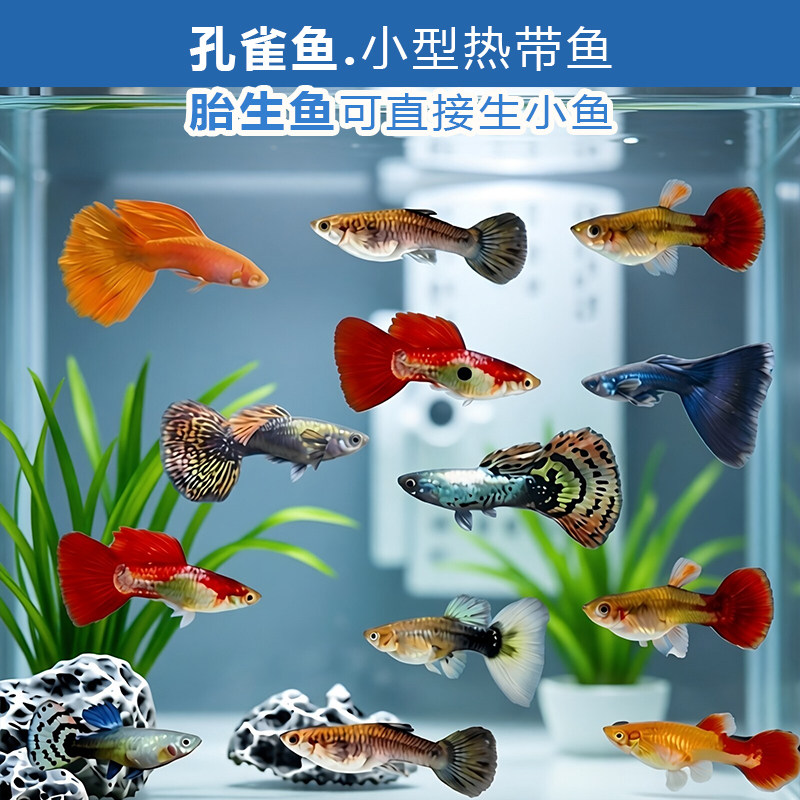 孔雀鱼热带淡水鱼公母混搭新手易养活