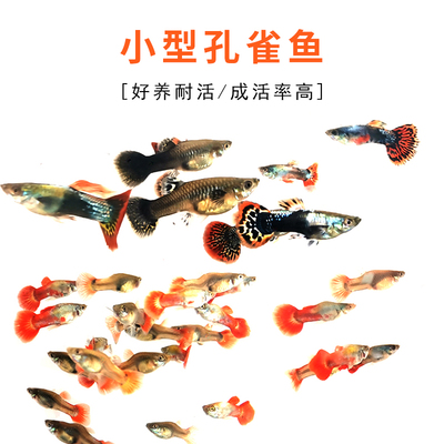 金元宝孔雀鱼淡水鱼小型鱼好养