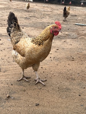 567个月临产柴鸡母鸡顺丰包邮养殖场直发品质保证