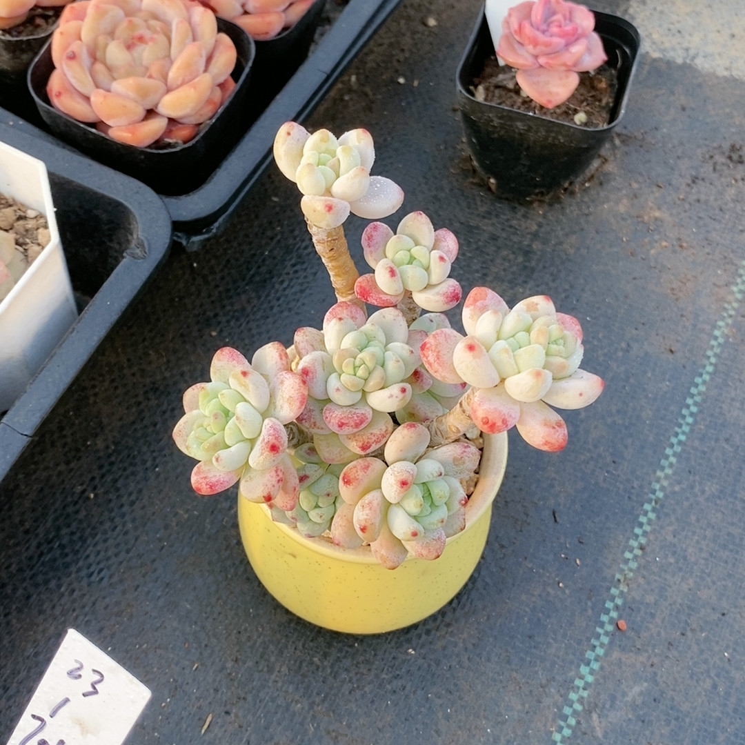 罗琦23.364,鲜花速递/花卉仿真/绿植园艺,多肉植物,淘宝优惠券,粉丝福利购,淘宝优惠卷