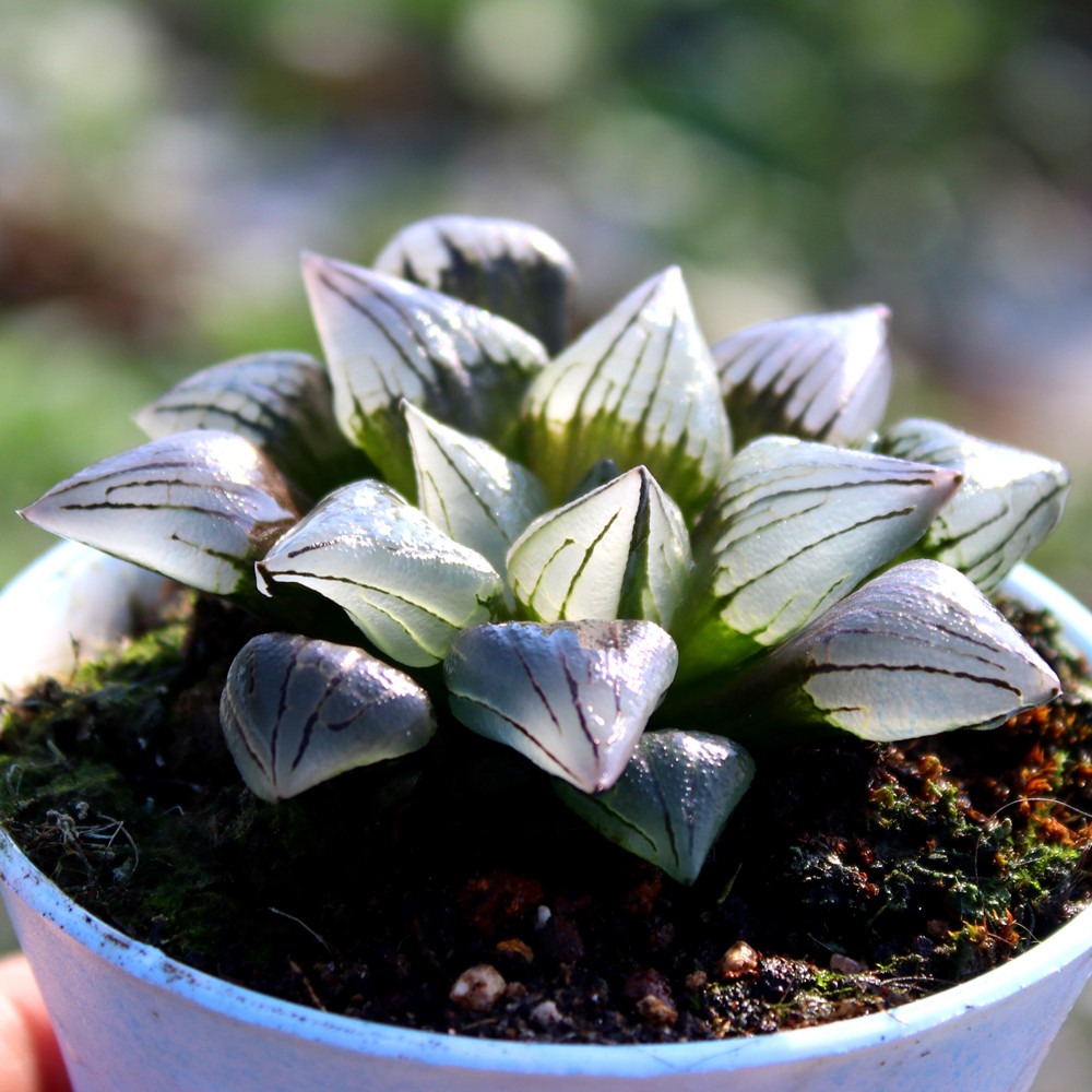 西瓜寿 带盆栽好 玉露类多肉植物 花卉绿植室内组合盆栽 耐热耐阴,鲜花速递/花卉仿真/绿植园艺,多肉植物,淘宝优惠券,粉丝福利购,淘宝优惠卷
