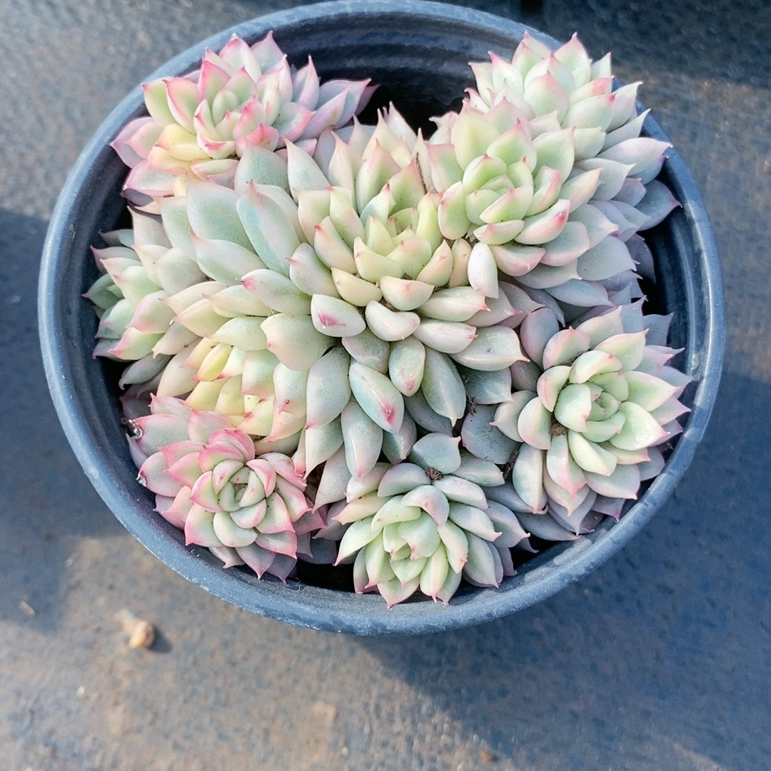 女雏锦21.292带盆,鲜花速递/花卉仿真/绿植园艺,多肉植物,淘宝优惠券,粉丝福利购,淘宝优惠卷