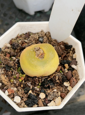 毛汗尼25.16带盆