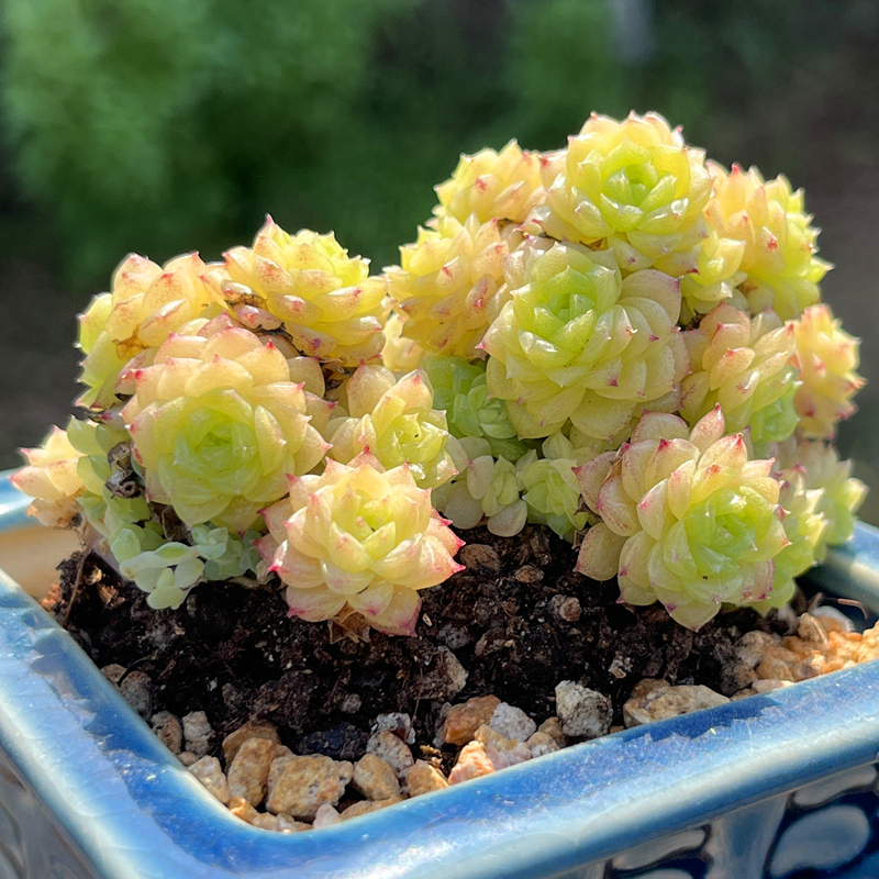 多头群生多肉植物果冻色