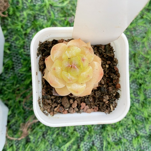小精品1.589
