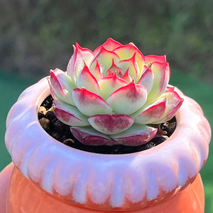 边线女王 多肉植物 超小迷你红色边边新手简单易种高颜值阳台花卉