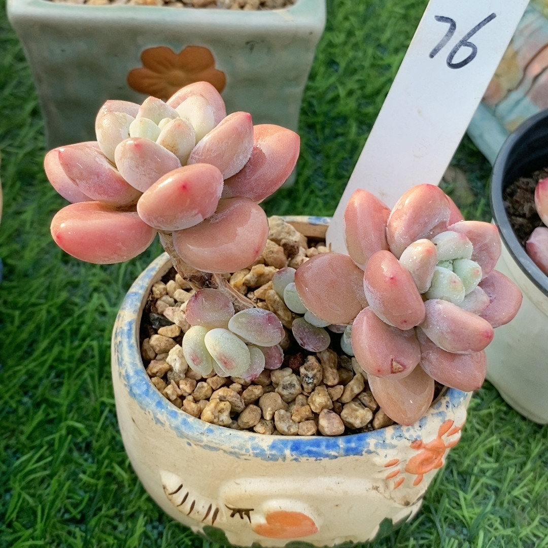 粉洛神22.76,鲜花速递/花卉仿真/绿植园艺,多肉植物,淘宝优惠券,粉丝福利购,淘宝优惠卷