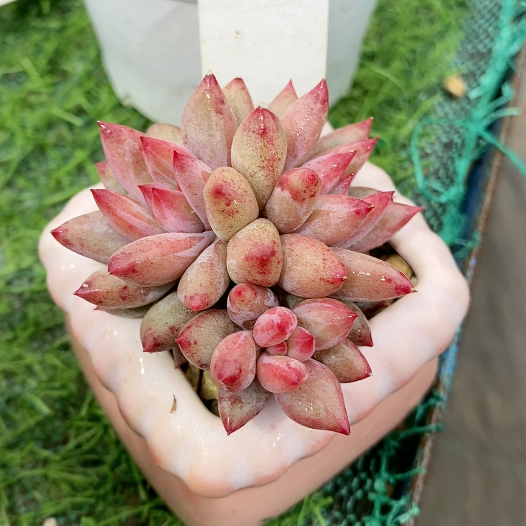 虞美人26.257,鲜花速递/花卉仿真/绿植园艺,多肉植物,淘宝优惠券,粉丝福利购,淘宝优惠卷